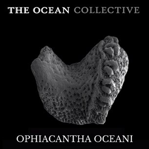 Βάπτισαν απολίθωμα με το όνομα των The Ocean Collective!