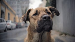 Τα αδέσποτα σκυλιά της Πόλης γίνονται ταινία